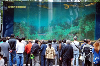 Illustration for article titled Huge Shark Tank Breaks Inside Chinese Mall, 15 People Injured (Updated)